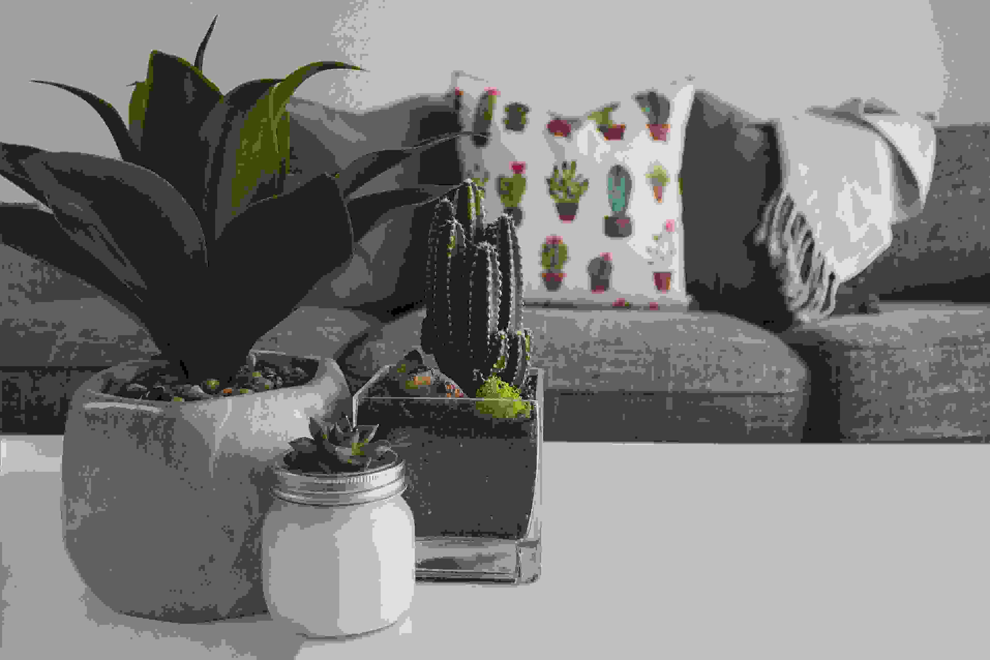 Home & Garden